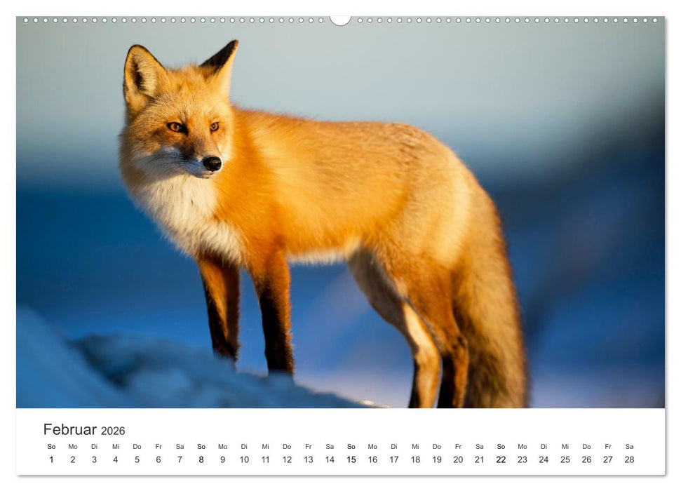 Flinke Füchse (CALVENDO Premium Wandkalender 2026)