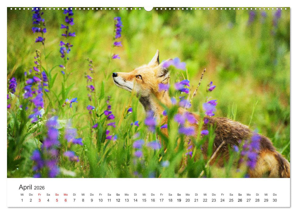 Flinke Füchse (CALVENDO Premium Wandkalender 2026)