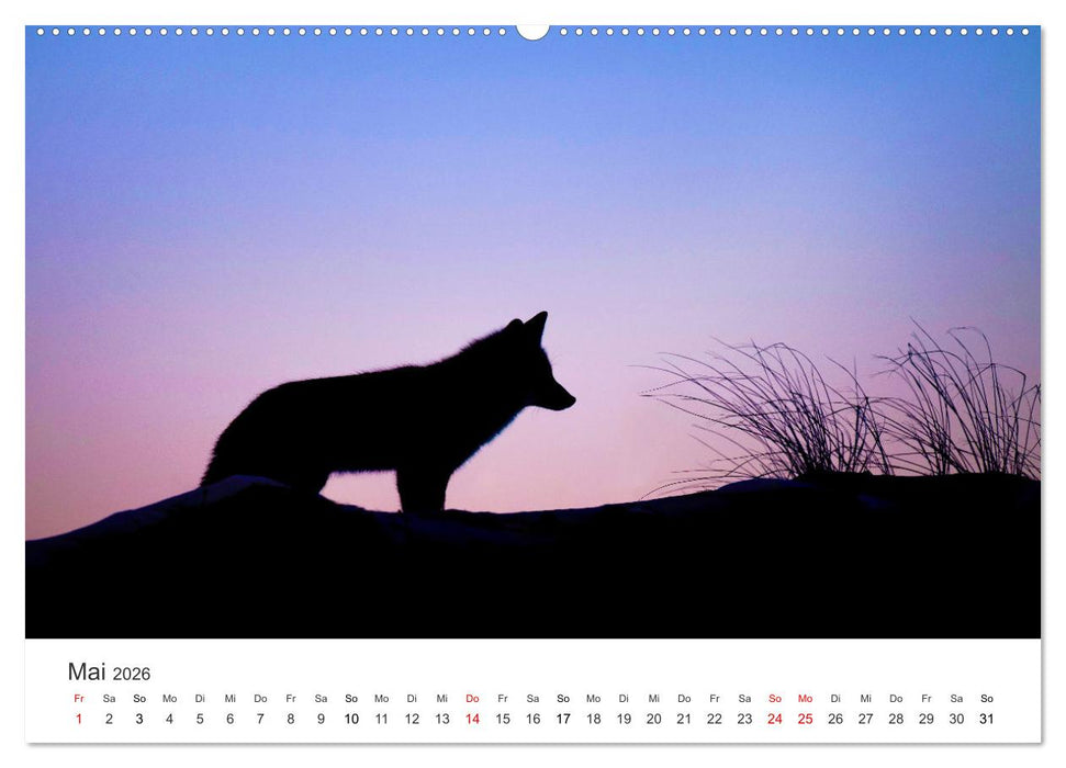 Flinke Füchse (CALVENDO Premium Wandkalender 2026)