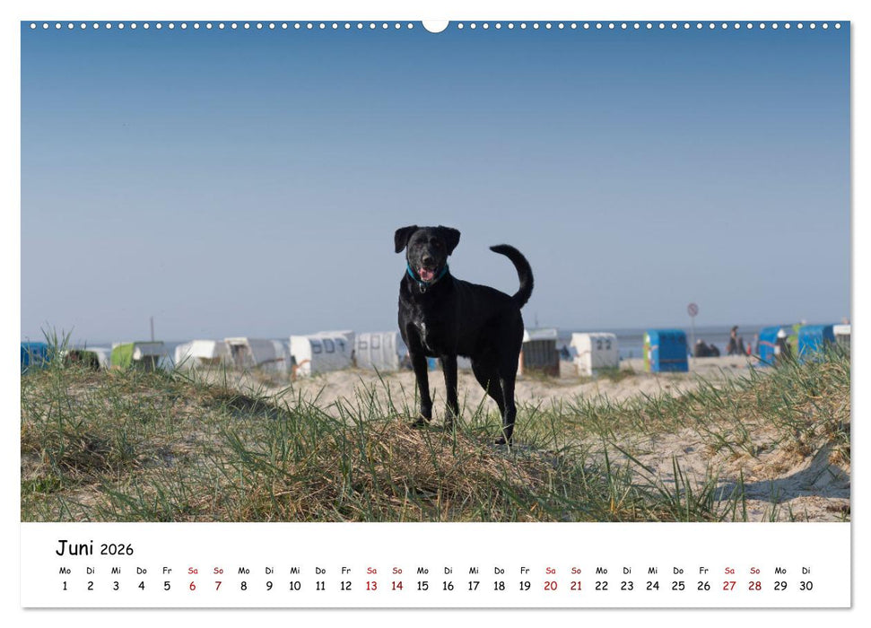 Strandurlaub mit Hund (CALVENDO Premium Wandkalender 2026)