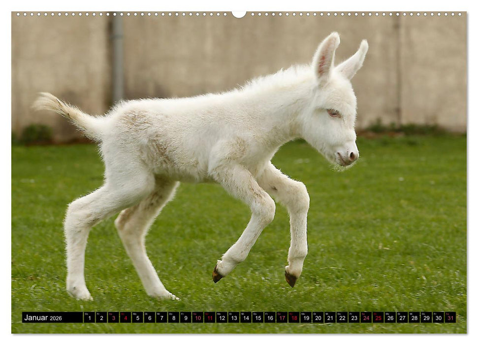 WIR SIND ESEL (CALVENDO Premium Wandkalender 2026)