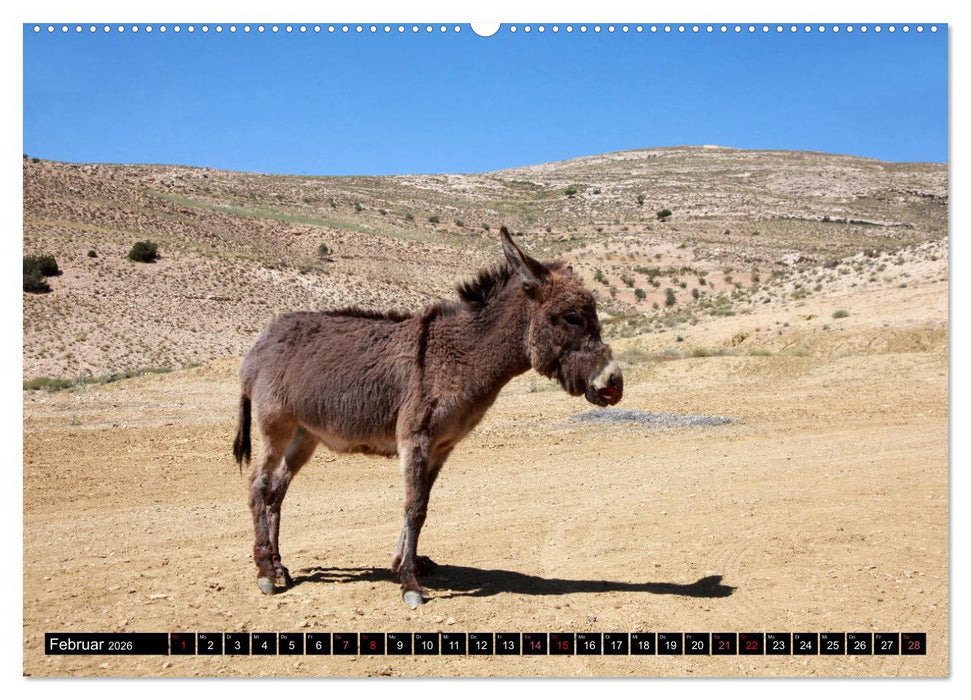 WIR SIND ESEL (CALVENDO Premium Wandkalender 2026)