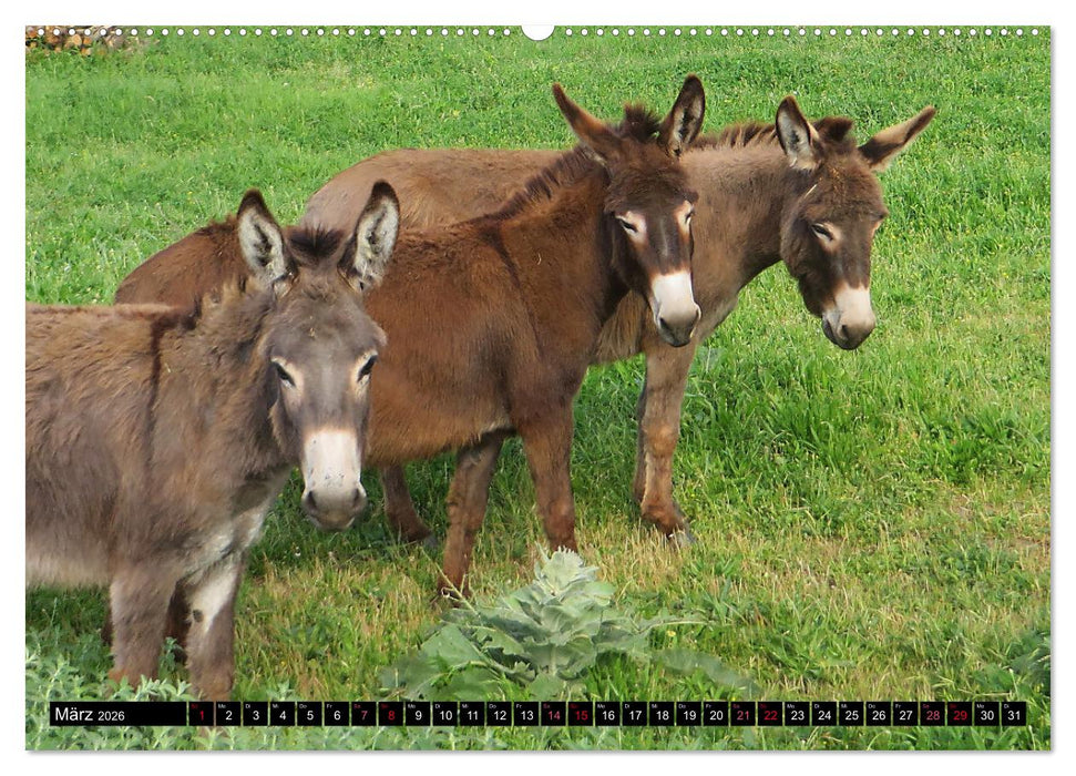 WIR SIND ESEL (CALVENDO Premium Wandkalender 2026)