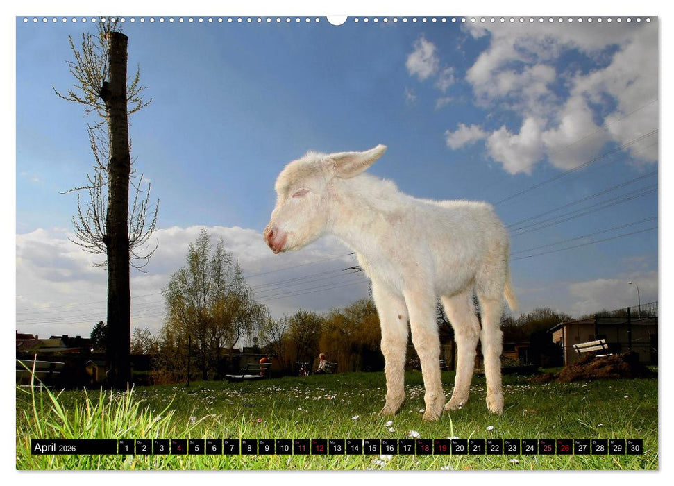 WIR SIND ESEL (CALVENDO Premium Wandkalender 2026)