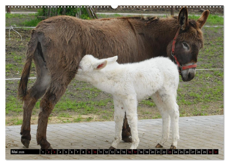 WIR SIND ESEL (CALVENDO Premium Wandkalender 2026)