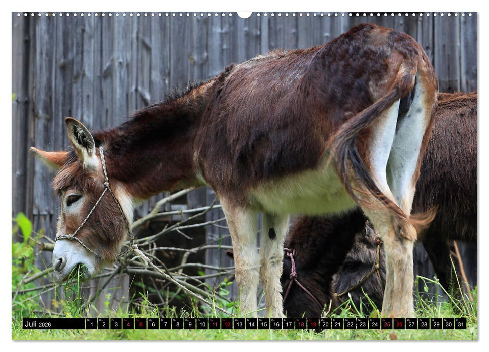 WIR SIND ESEL (CALVENDO Premium Wandkalender 2026)