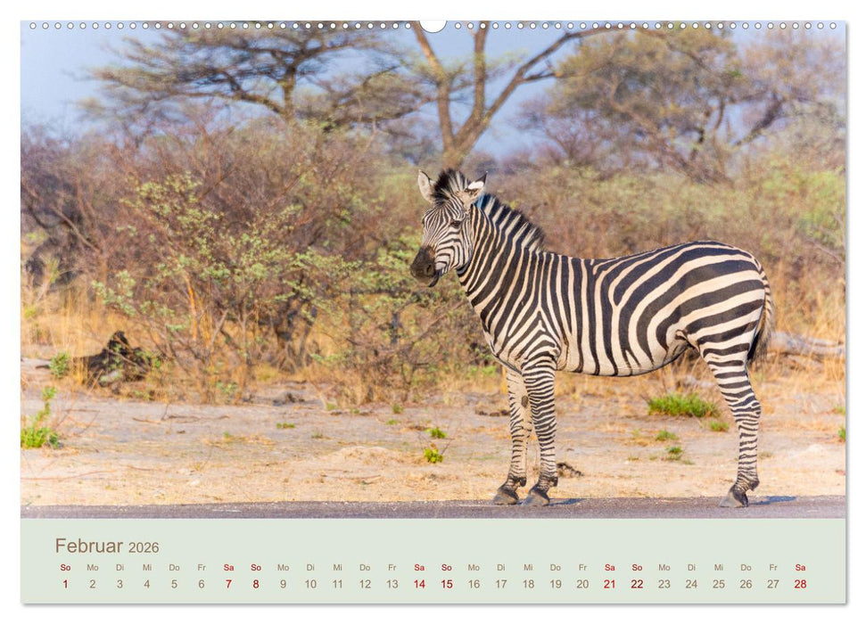 Zebras in Afrika (CALVENDO Premium Wandkalender 2026)