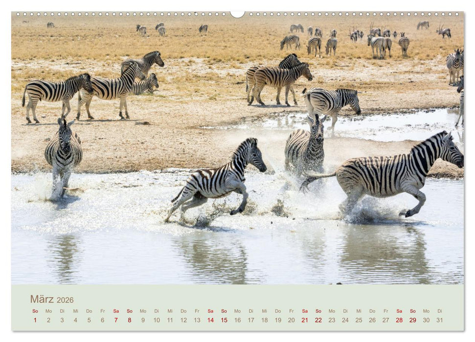 Zebras in Afrika (CALVENDO Premium Wandkalender 2026)