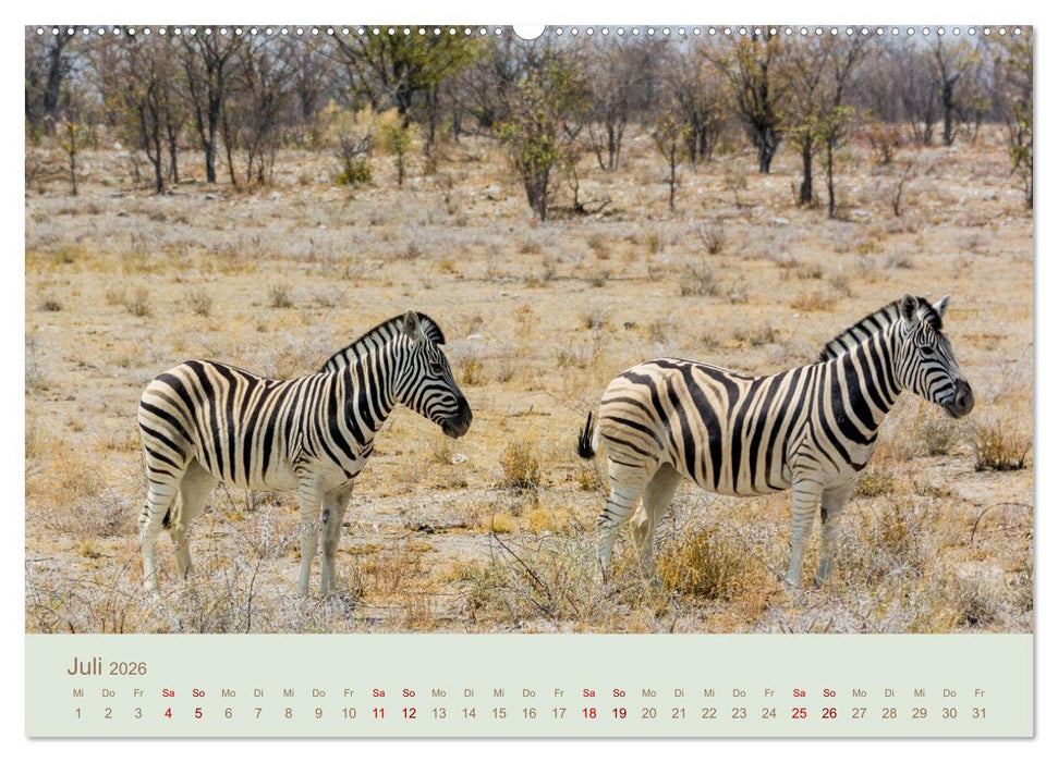 Zebras in Afrika (CALVENDO Premium Wandkalender 2026)