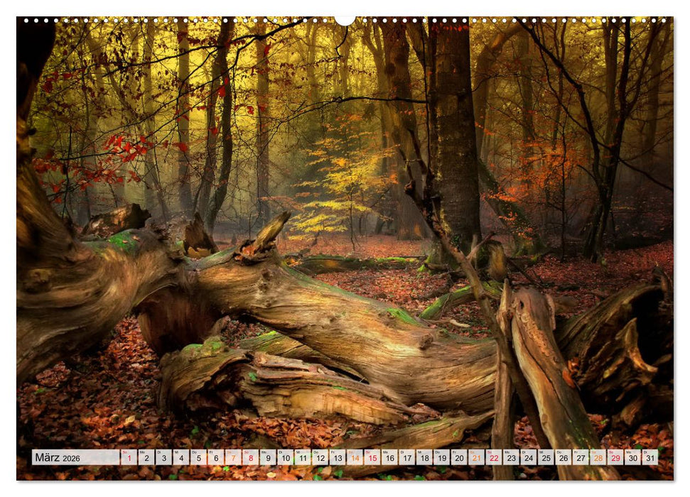 Wald - mystische Spaziergänge (CALVENDO Premium Wandkalender 2026)