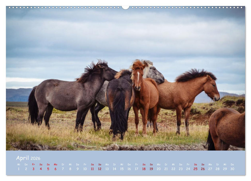 Das Islandpferd (CALVENDO Premium Wandkalender 2026)