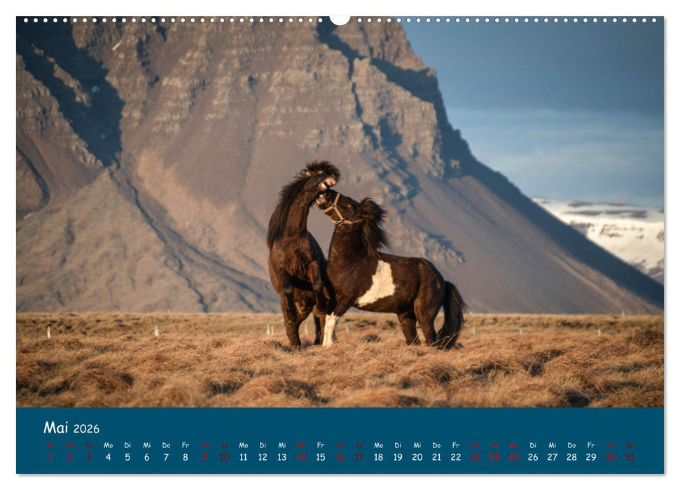 Das Islandpferd (CALVENDO Premium Wandkalender 2026)