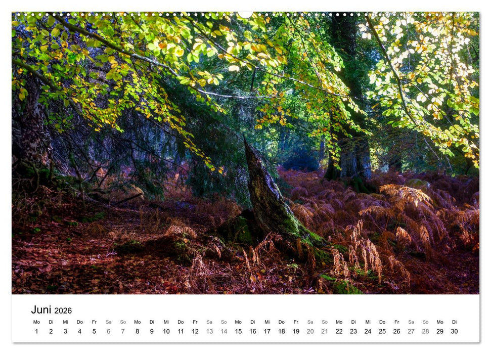Magie der Wälder Britanniens (CALVENDO Wandkalender 2026)