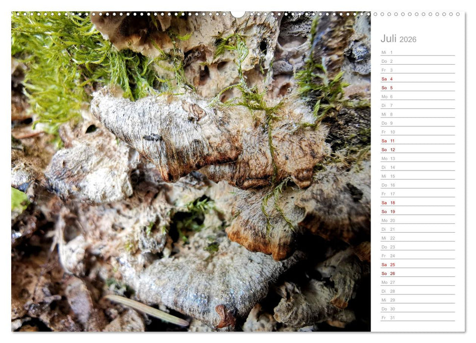 Abstrakte Umwelt (CALVENDO Premium Wandkalender 2026)