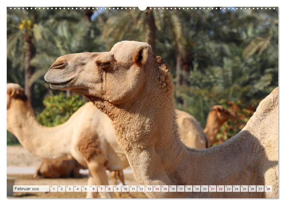 Orient - Manama, Abu Dhabi, Dubai, Maskat (CALVENDO Premium Wandkalender 2026)