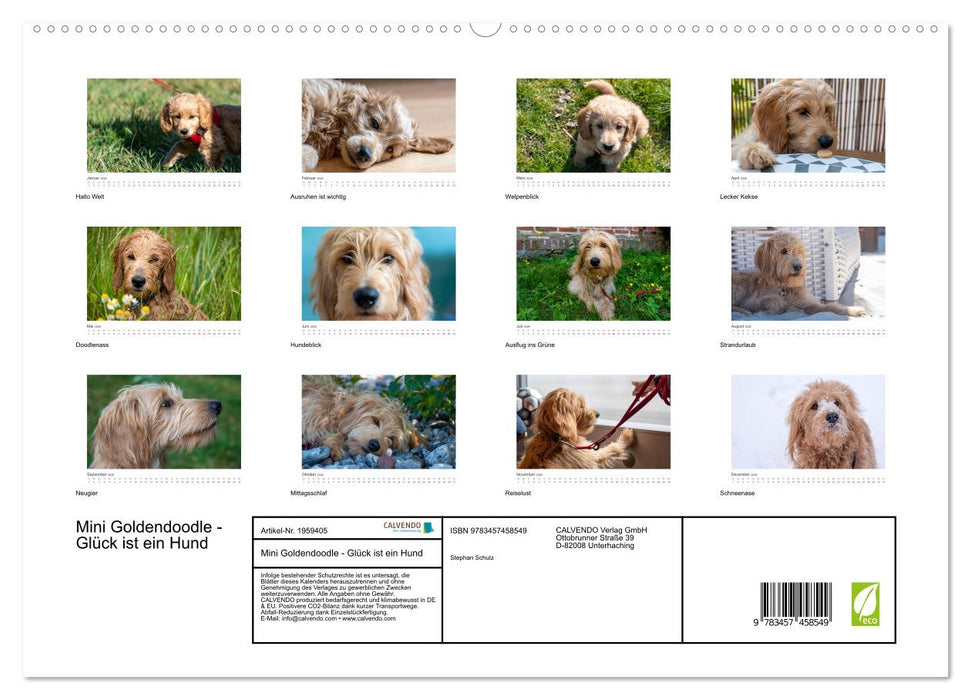 Mini Goldendoodle - Glück ist ein Hund (CALVENDO Premium Wandkalender 2026)