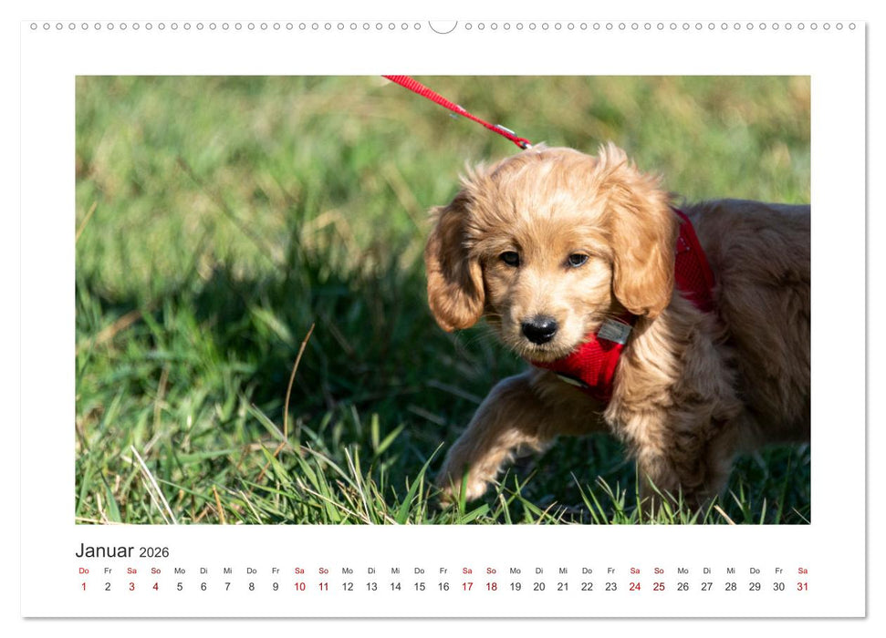Mini Goldendoodle - Glück ist ein Hund (CALVENDO Premium Wandkalender 2026)