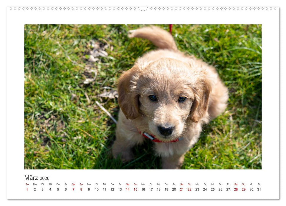 Mini Goldendoodle - Glück ist ein Hund (CALVENDO Premium Wandkalender 2026)