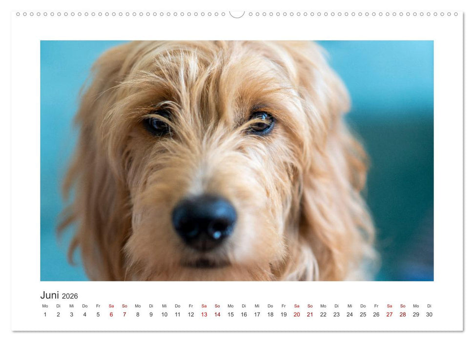 Mini Goldendoodle - Glück ist ein Hund (CALVENDO Premium Wandkalender 2026)