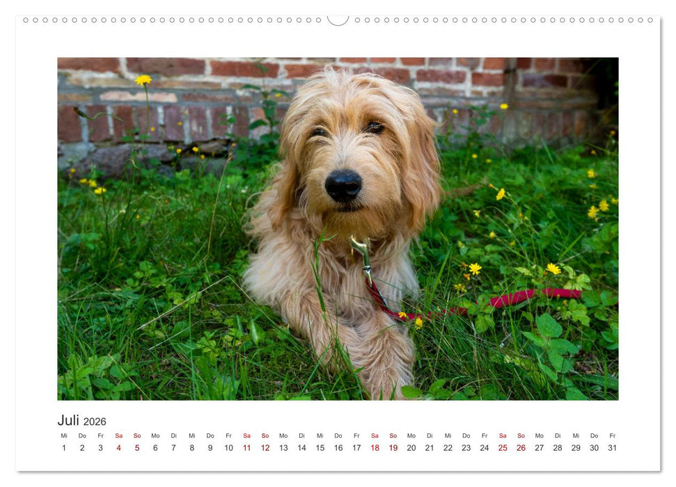 Mini Goldendoodle - Glück ist ein Hund (CALVENDO Premium Wandkalender 2026)