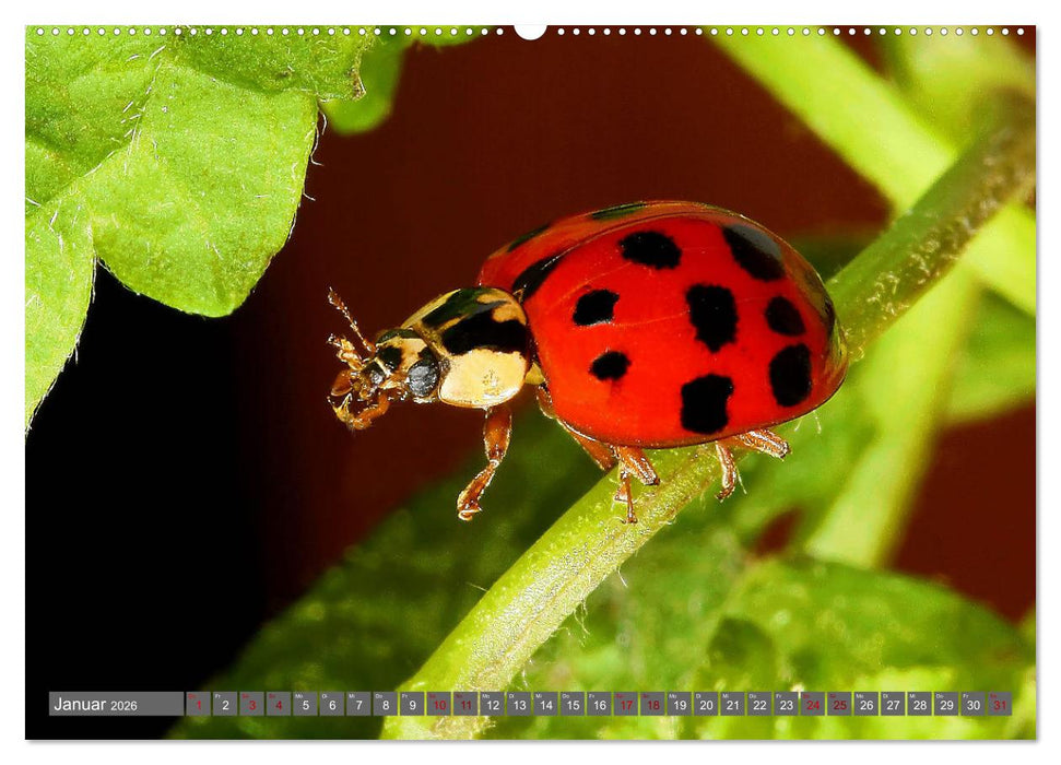 ABENTEUER KÄFER (CALVENDO Premium Wandkalender 2026)