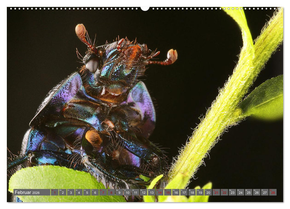 ABENTEUER KÄFER (CALVENDO Premium Wandkalender 2026)