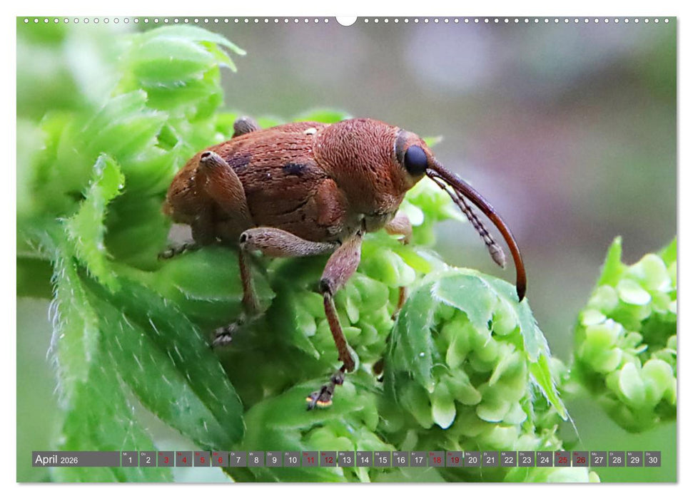 ABENTEUER KÄFER (CALVENDO Premium Wandkalender 2026)