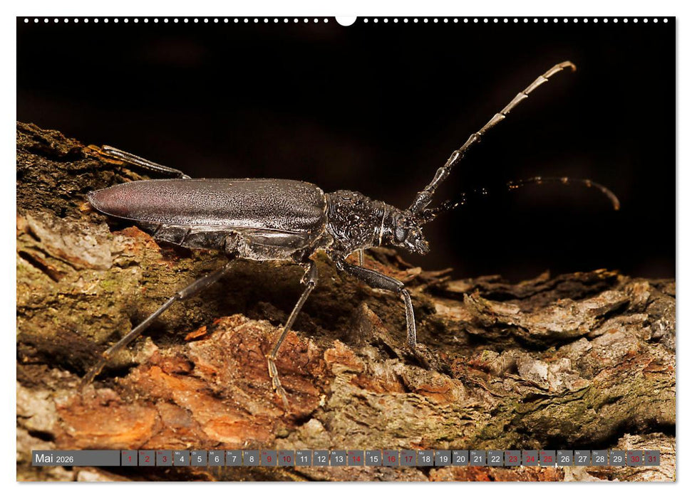 ABENTEUER KÄFER (CALVENDO Premium Wandkalender 2026)