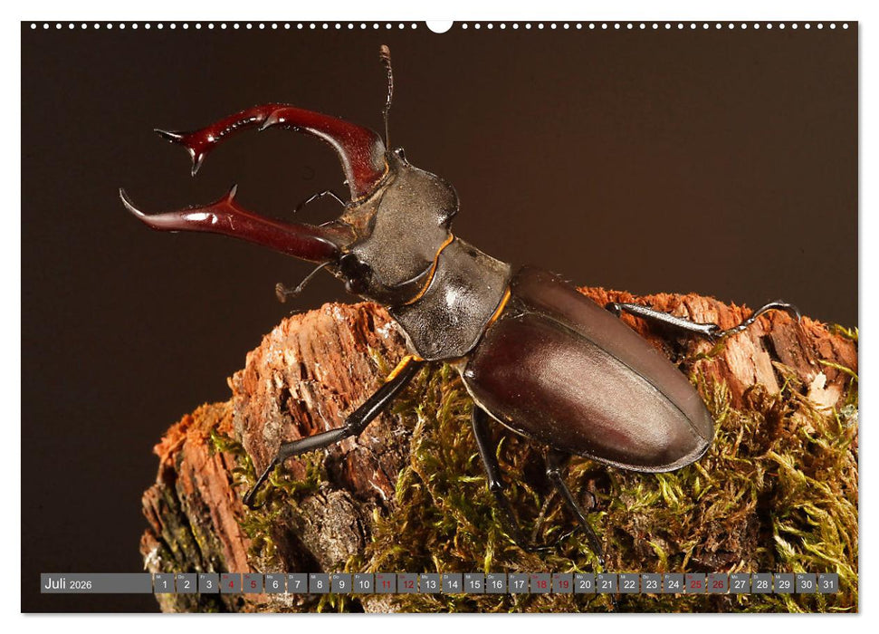 ABENTEUER KÄFER (CALVENDO Premium Wandkalender 2026)