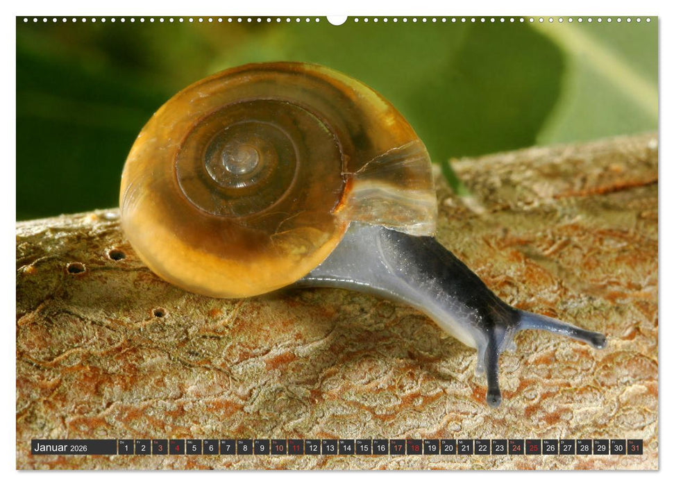 DIE SCHNECKEN EUROPAS (CALVENDO Premium Wandkalender 2026)