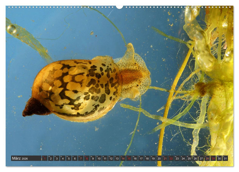 DIE SCHNECKEN EUROPAS (CALVENDO Premium Wandkalender 2026)