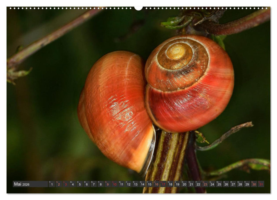 DIE SCHNECKEN EUROPAS (CALVENDO Premium Wandkalender 2026)