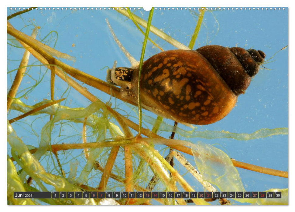 DIE SCHNECKEN EUROPAS (CALVENDO Premium Wandkalender 2026)