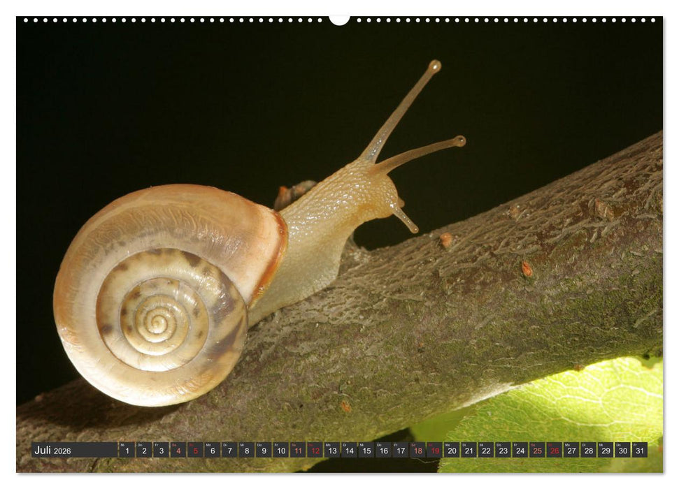 DIE SCHNECKEN EUROPAS (CALVENDO Premium Wandkalender 2026)