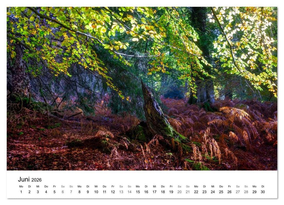 Magie der Wälder Britanniens (CALVENDO Premium Wandkalender 2026)