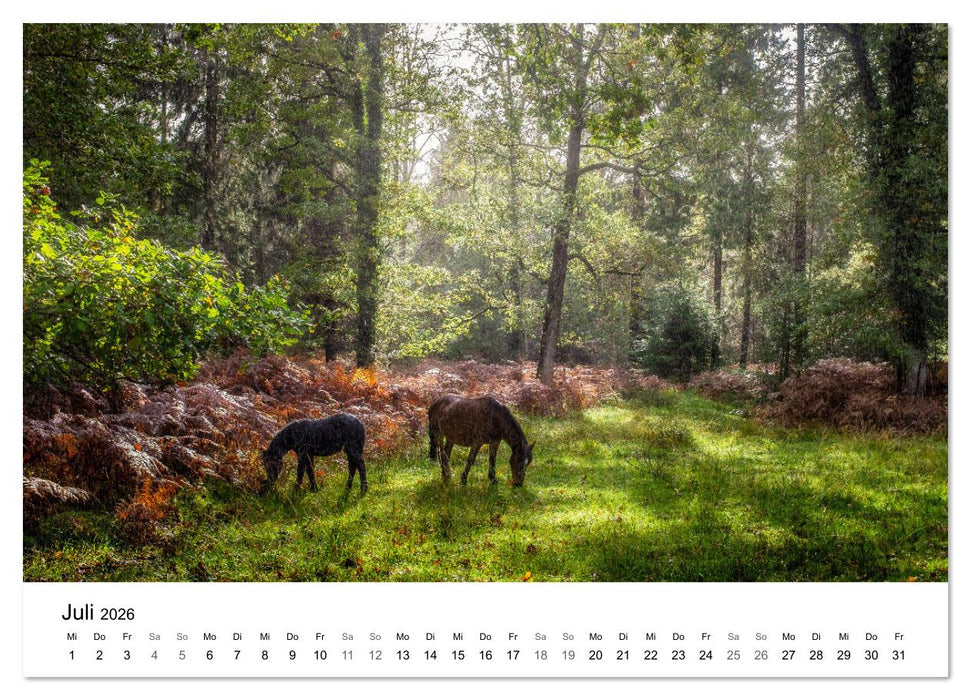 Magie der Wälder Britanniens (CALVENDO Premium Wandkalender 2026)