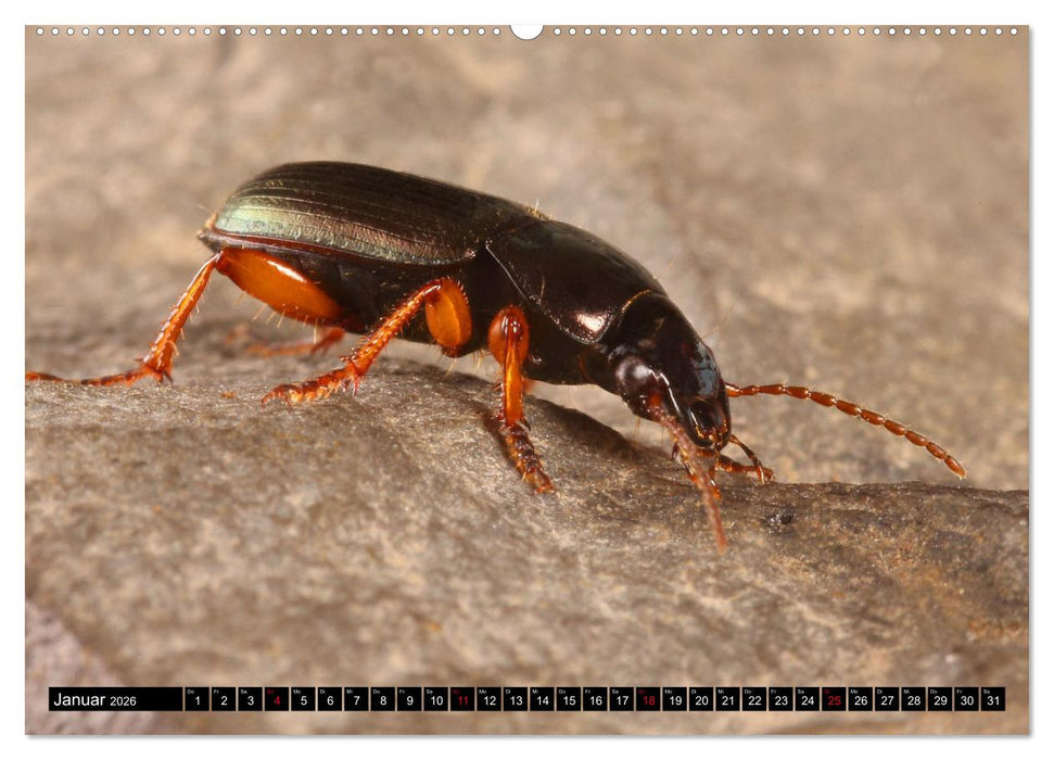 LAUFKÄFER - CARABIDAE (CALVENDO Premium Wandkalender 2026)