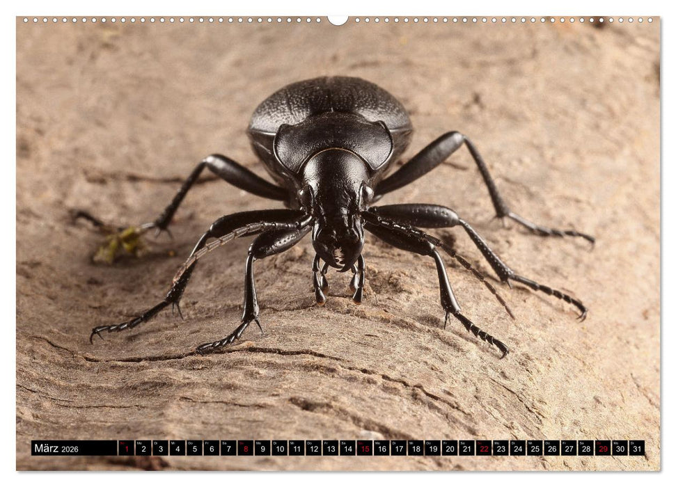 LAUFKÄFER - CARABIDAE (CALVENDO Premium Wandkalender 2026)