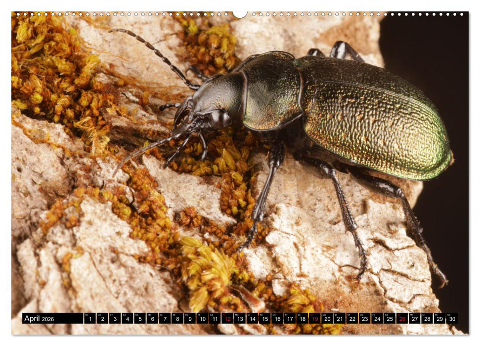 LAUFKÄFER - CARABIDAE (CALVENDO Premium Wandkalender 2026)