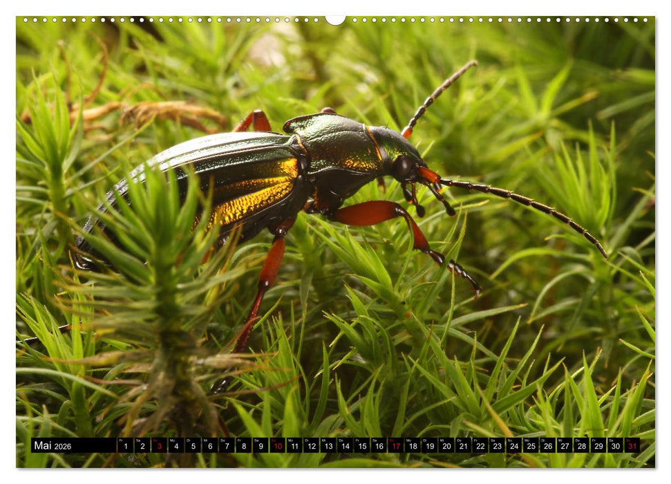 LAUFKÄFER - CARABIDAE (CALVENDO Premium Wandkalender 2026)