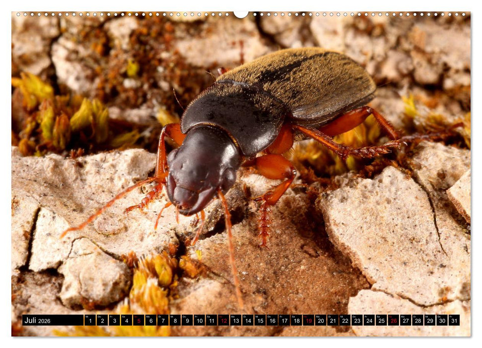 LAUFKÄFER - CARABIDAE (CALVENDO Premium Wandkalender 2026)