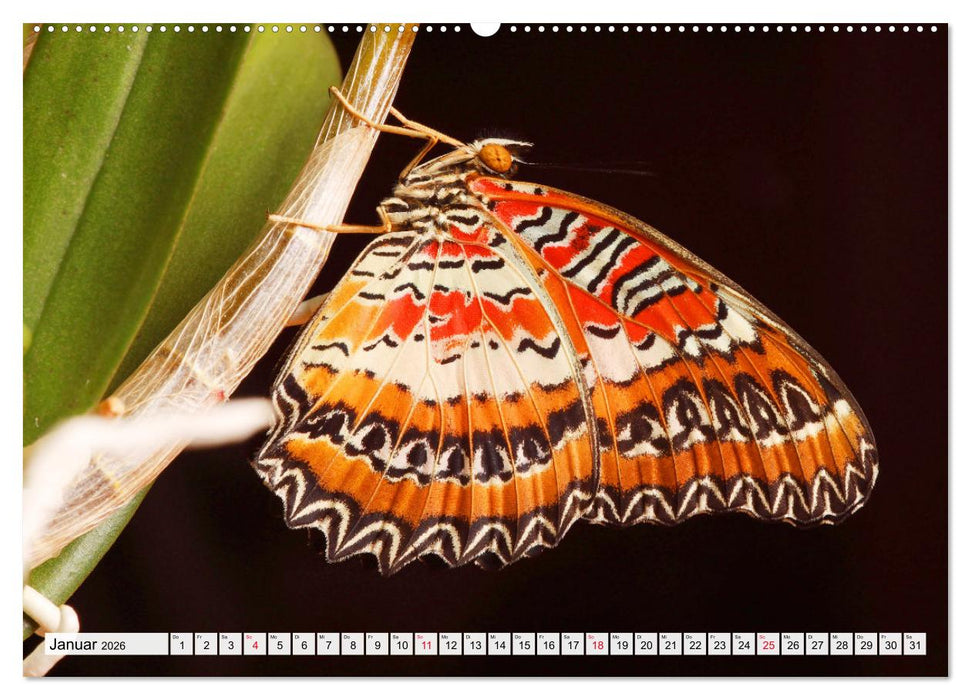 TANZ DER SCHMETTERLINGE (CALVENDO Premium Wandkalender 2026)
