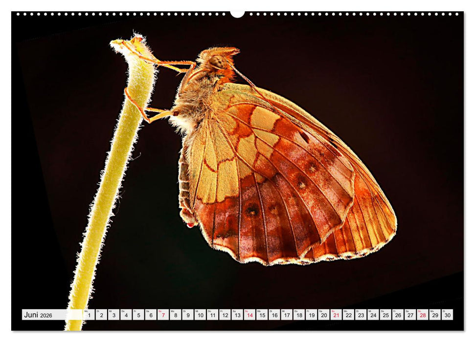TANZ DER SCHMETTERLINGE (CALVENDO Premium Wandkalender 2026)