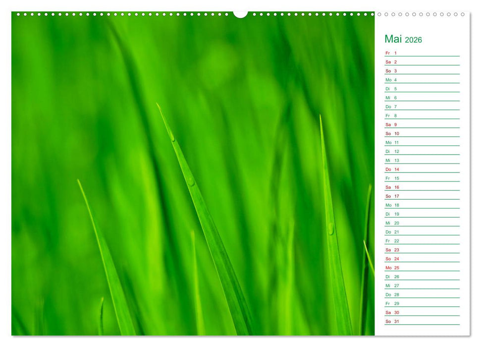 Grün Makrofotografien aus der grünen Welt der Pflanzen als Monatsplaner (CALVENDO Premium Wandkalender 2026)