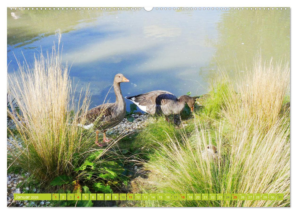 Glückliche Tiere (CALVENDO Premium Wandkalender 2026)