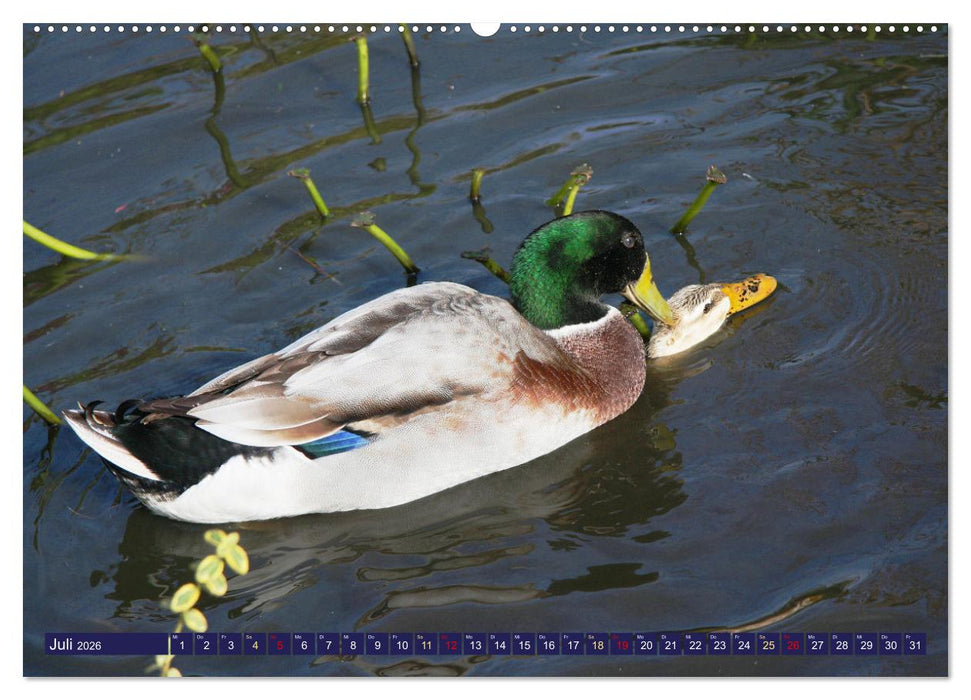 Glückliche Tiere (CALVENDO Premium Wandkalender 2026)