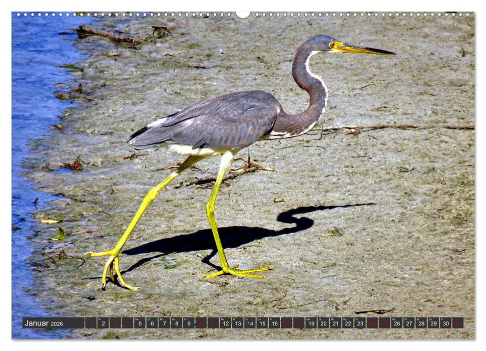 Unter Reihern (CALVENDO Wandkalender 2026)