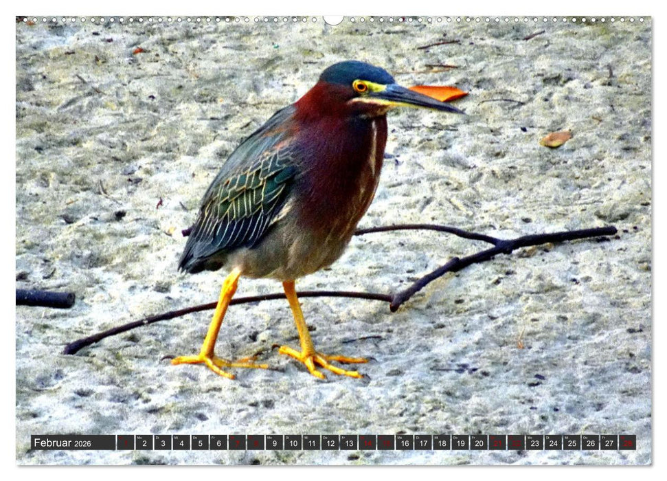 Unter Reihern (CALVENDO Wandkalender 2026)