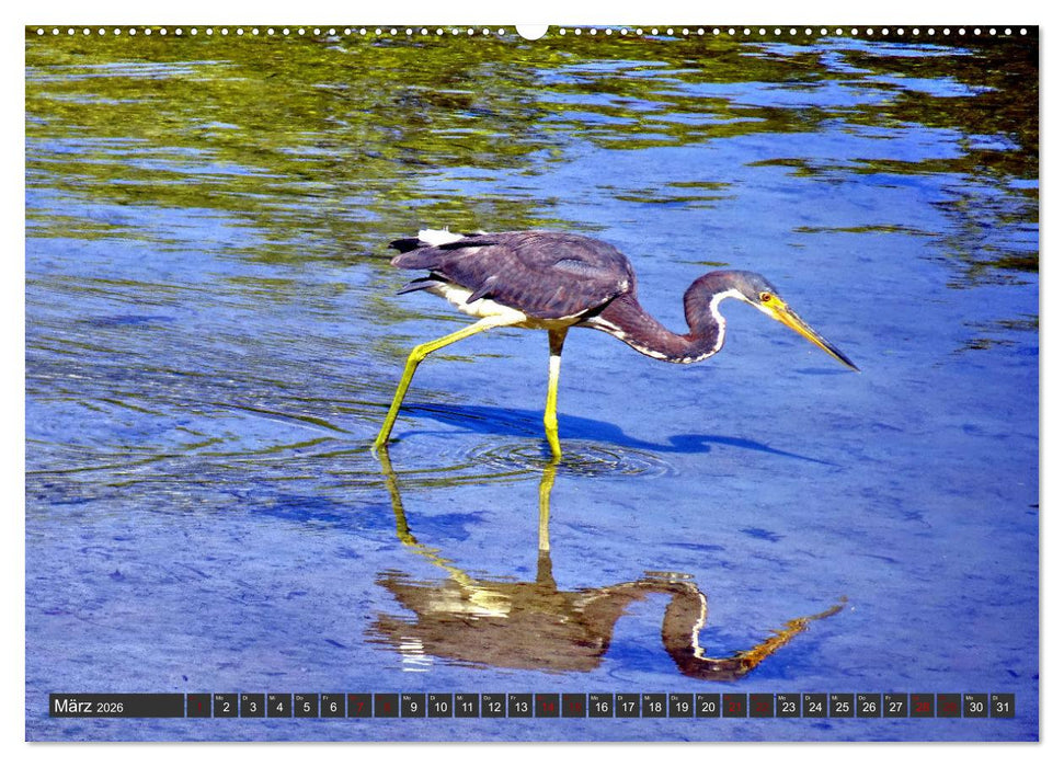 Unter Reihern (CALVENDO Wandkalender 2026)