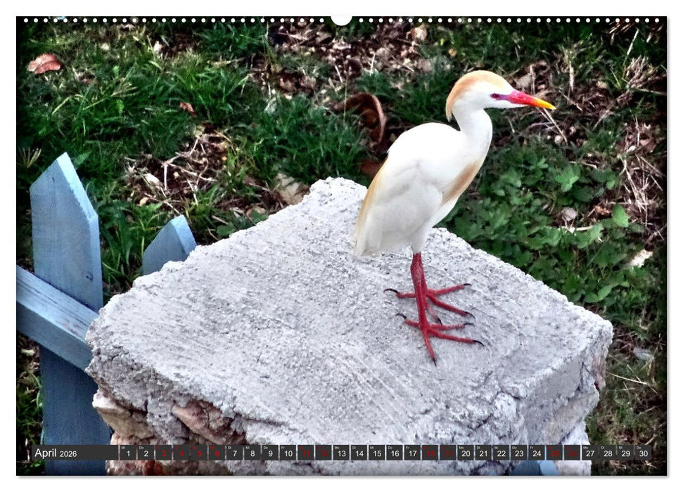 Unter Reihern (CALVENDO Wandkalender 2026)
